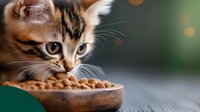 Adorable calico kitten eating dry food from wooden bowl against blurred green background with bokeh lights, close-up portrait of pet during mealtime.