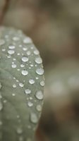 Fresh morning dew drops on green leaf surface with soft bokeh background creating natural water droplet pattern for organic wellness concepts.