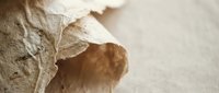 Dried autumn leaf with intricate vein patterns and curled edges on textured paper background, natural organic decay process in warm earth tones.