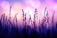 Lavender field silhouettes against dreamy purple sunset sky creating peaceful natural background for wellness and relaxation themes.