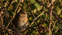 Dunnock perched among thorny bramble branches in warm golden light, showcasing its brown streaked plumage in a natural woodland habitat.