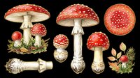 Fly agaric mushroom illustrations isolated on transparent background. Red and white spotted toadstools in various angles and sizes, ready for clipart, t-shirt design, stickers, print-on-demand products, and sublimation projects.