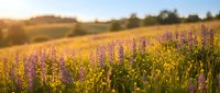 Wildflower meadow with purple lupines blooming in golden sunlight during summer, expansive field landscape for nature and botanical backgrounds.