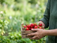 Farmer holding wooden crate filled with fresh ripe strawberries in garden, harvesting organic produce for farmers market or agricultural business.