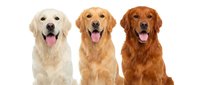 Three golden retriever dogs with tongues out sitting together on white background isolated for pet care design and animal lover projects.