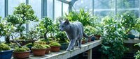Gray cat exploring lush greenhouse filled with potted plants and bonsai trees on wooden shelves. Indoor gardening sanctuary with natural sunlight streaming through windows.