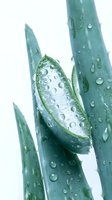 Closeup of fresh green plant leaves covered with water droplets on white background, isolated for design use on merchandise and promotional materials.