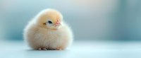 Adorable fluffy yellow baby chick sitting on light blue background, soft focus portrait in pastel tones for spring season and Easter holiday designs.