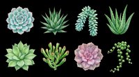 Succulent plants and aloe varieties isolated on transparent background, ready for t-shirt designs, clipart, stickers, print-on-demand products, and sublimation projects. Eight botanical elements perfect for crafts.