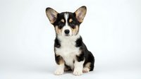 Adorable tricolor Corgi puppy sitting on white background, cute dog with black brown and white fur, pet portrait for animal lovers and dog enthusiasts.