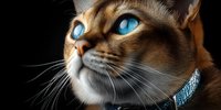 Elegant brown tabby cat with striking blue eyes wearing decorative collar against dark background for pet photography and feline portrait concepts.
