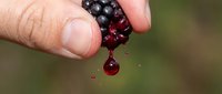 Ripe blackberry with juice dripping from hand during harvest, fresh fruit picking in garden or farm setting.