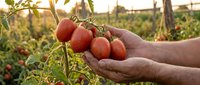 Farmer hands gently holding fresh ripe red tomatoes on vine in organic garden during golden hour harvest time for healthy eating and sustainable agriculture.