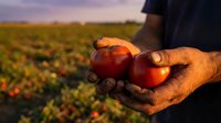 Farmer hands holding fresh ripe red tomatoes at sunset in agricultural field during harvest season showcasing organic farming and crop production.