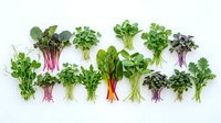 Fresh microgreens variety collection with colorful stems arranged in row on white background, organic superfood greens for healthy cooking and nutrition.