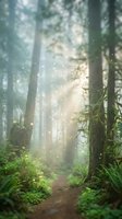 Enchanted forest path with magical floating lights and sunbeams streaming through misty trees creating mystical woodland atmosphere for fantasy storytelling.