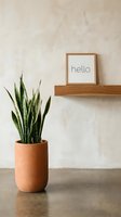 Snake plant in a terracotta pot beside a wooden shelf with a framed hello sign, minimalist boho home interior decor.