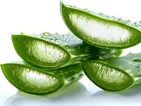 Fresh aloe vera plant leaves cut into segments showing transparent gel with water drops on white background, natural organic skincare ingredient.