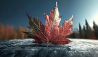 Red maple leaf resting on stone surface against blurred forest background, dramatic lighting highlights autumn colors and detailed leaf texture in macro view.