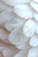 Delicate white feathers in soft light creating gentle texture and pattern, macro photography showing fine details and subtle shadows for peaceful design backgrounds.
