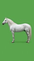 White horse standing in profile on green background isolated for design projects and digital compositing.