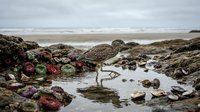 Curlew bird foraging in rocky tidal pool surrounded by colorful seaweed and marine life during low tide at coastal shoreline.
