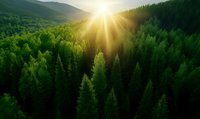 Sunbeams breaking through morning mist over dense evergreen forest landscape, aerial view of wilderness mountain slopes covered in pine trees at sunrise.