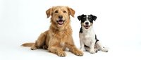 Two happy dogs sitting together on white background, golden retriever and border collie mix breeds posing for camera, isolated pet portrait.