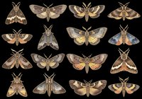 Detailed moth collection in earthy tones, isolated on transparent background. Ready for stickers, t-shirt design, print on demand, sublimation, and clipart use.