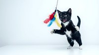 Playful black and white kitten jumping to catch colorful feather toy on white background. Active pet playing with interactive wand toy for exercise.