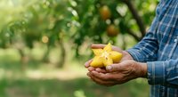 Farmer holding fresh yellow star fruit in hands at orchard garden, harvesting organic produce for agriculture and farming business concepts.