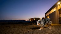Australian shepherd dog herding cattle at ranch during sunset with modern barn and mountain landscape in background for agricultural farming concepts.