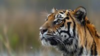 Majestic tiger head profile showing orange and black striped fur pattern with white markings and alert expression in natural wildlife habitat setting.