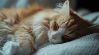 Sleeping ginger and white cat with long fur lying on soft textured bedding, close-up portrait showing peaceful expression and relaxed posture in natural light.