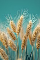 Golden wheat ears with long awns against turquoise background, ripe grain harvest ready for agricultural processing and food production.