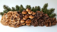 Seasonal composition with fresh forest mushrooms, pine cones and evergreen branches arranged in decorative row on white background, isolated for holiday decor.