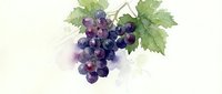 Watercolor grape cluster with green leaves on white background. Fresh purple fruit illustration for wine labels, kitchen decor and culinary designs.
