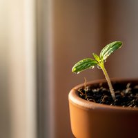 Young green seedling sprouting from soil in terracotta pot on windowsill representing new life, growth, gardening and fresh beginnings in natural light.