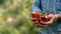 Farmer holding fresh red chili peppers in hands outdoors, harvest season agriculture concept for farming, gardening and food production themes.