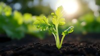 Young green plant seedling emerging from dark fertile soil with bright sunlight and blurred natural background for growth and agriculture concepts.