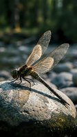 Dragonfly with transparent wings perched on stone rock near water stream in natural outdoor environment for wildlife and nature photography projects.