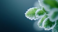 Delicate green leaves covered in crystalline frost and morning dew drops create ethereal natural macro photography against dark background. Nature awakening in winter.