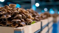 Fresh brown oyster mushrooms growing in layers on wooden substrate with blurred blue bokeh background, macro food photography for culinary and agriculture.