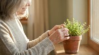 Senior woman in beige sweater caring for small potted herb plant by sunny window, indoor gardening and plant care at home.