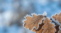 Frost-covered oak leaves with delicate ice crystals on branches against soft blue winter sky background creating seasonal nature scene.