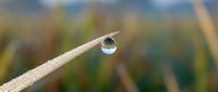 Single water droplet clinging to thin plant stem with blurred natural background, suitable for environmental and nature-themed designs.