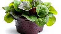 Fresh baby spinach leaves with water droplets growing in purple plastic pot, macro view on white background. Organic microgreens for healthy eating.