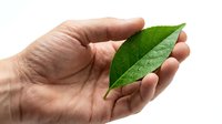 Cupped hands gently holding fresh green leaf with water droplets on white background symbolizing environmental protection and natural care.