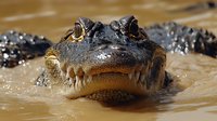 Menacing alligator head emerging from murky water showing sharp teeth and intense eyes, close-up view in natural habitat with rippling water surface.