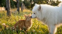 White fluffy dog and orange tabby cat meeting outdoors in sunny meadow with wooden fence and green grass, depicting friendship and companionship between different pets.